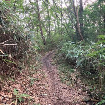 樹林帯と先が見えないカーブばかり。南アルプスより怖い