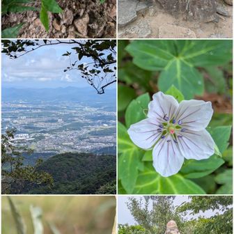 ゴミ発見。

一軒茶屋。今日はお休み。

有馬方向の風景かな。

ゲンノショウコ。この辺り白ばかり。

アキグミ。喰い物ですぅ。
赤くなったら喰える。

旧六甲山最高峰の御印。
