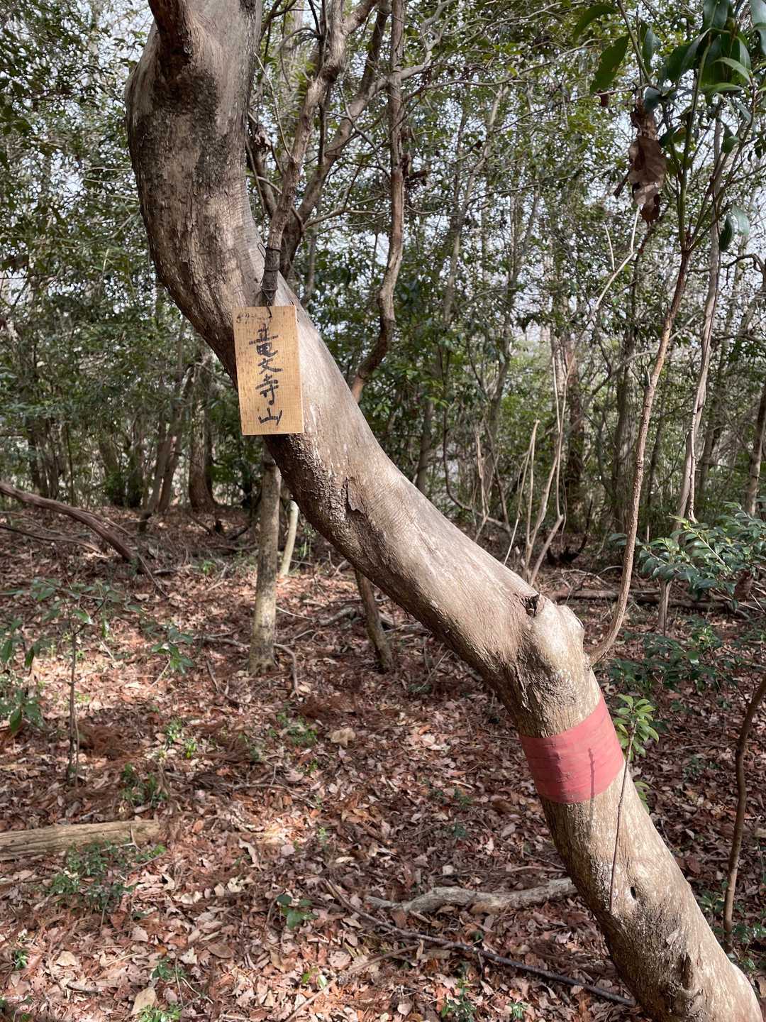 山頂に到達。着いた〜