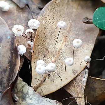 🍄オチバタケ？　　　　　　
小っちゃくかわゆい🤗