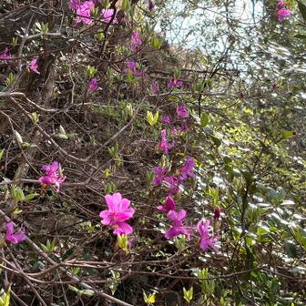 ミツバツツジ　満開になると賑やかになるんでしょうね