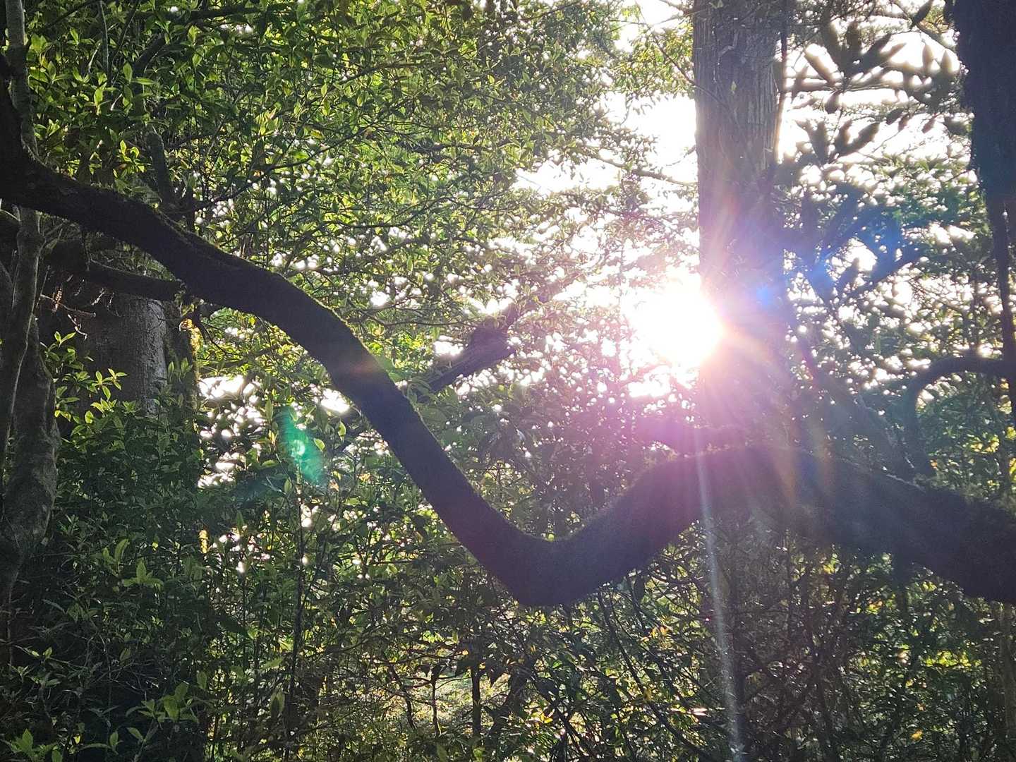 今日は、いい天気☀
昨日は、風が強く宮之浦岳撤退した方もいました