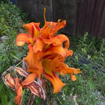 この花はヤブガンソウという花かな🌼