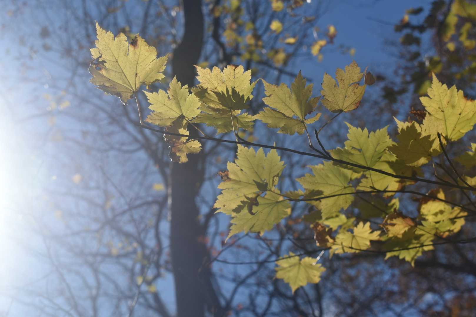 南蔵王の秋🍁