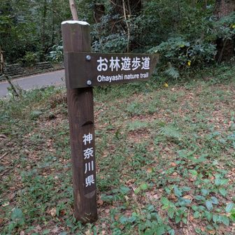 　　この道を行ってみます
🤔　林に「お」が！？

AIアシスト：小田原藩が植林した藩有林(御林)がルーツ、明治期に皇室の御料林になった歴史がある。