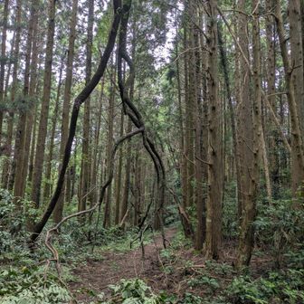 この間折れて無かったのに…。