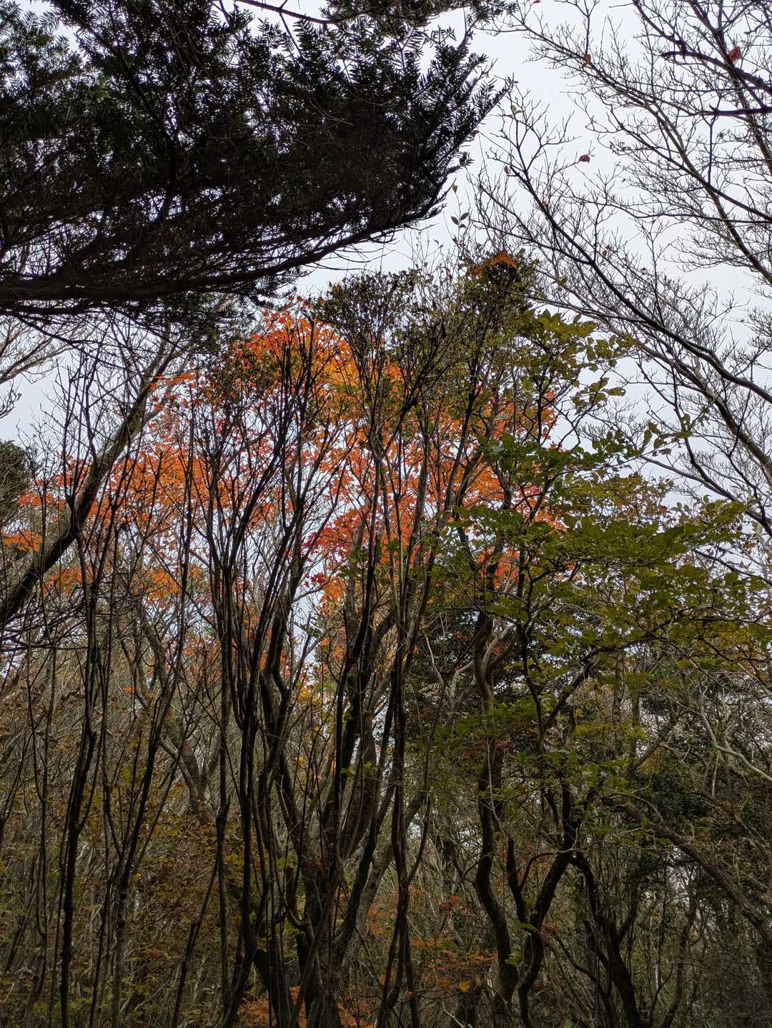 仁田峠登山口-妙見岳-国見岳 往復コースの写真