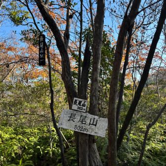 踏み跡明瞭、歩きやすいほぼフラットな道で長尾山到着。