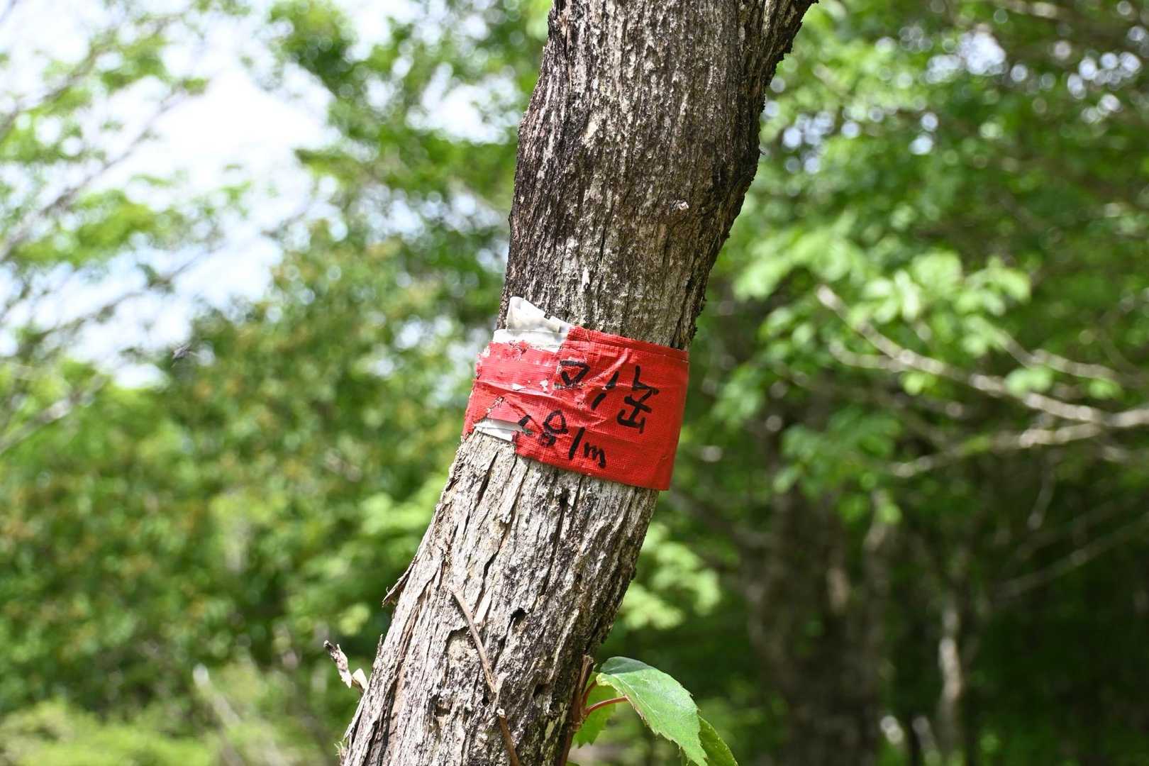 今度こそ コヤマノ岳