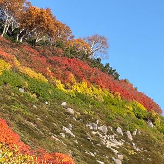 これも三段紅葉か？😁