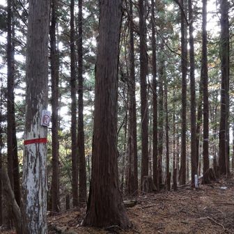 滝畑⛰️登頂👍
なかなかの急登でした😓標識なく残念😢
【追記】一昨日登頂された方のレポに山頂標識が載ってました😅探し足りなかったようで残念😢