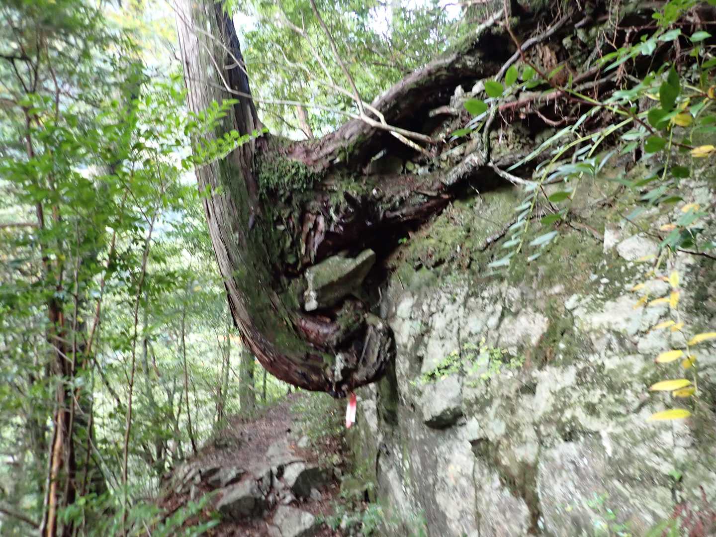 岩にしがみついてるど根性の木💪