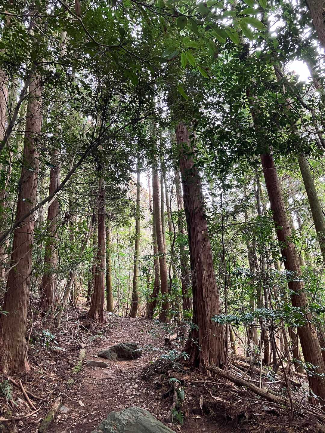 登山口には車が数台。初めて来たときは賑やかだったなぁと回想しつつ登ります