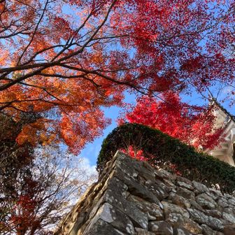 天守閣への入場は40分待ちだったので諦めました