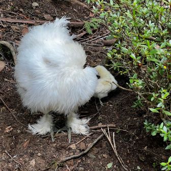 ひよこちゃん🐣ママのそばでよちよち