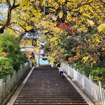 イチョウのトンネルをくぐり抜けて、
そのまま拝殿へ一礼🙏
ちょっとだけ心が整う瞬間です。