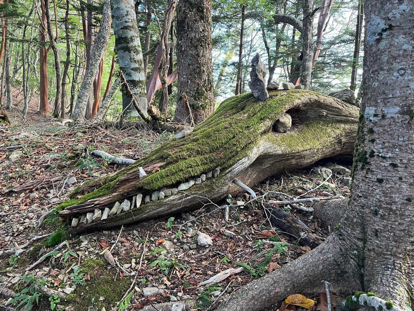 龍に角