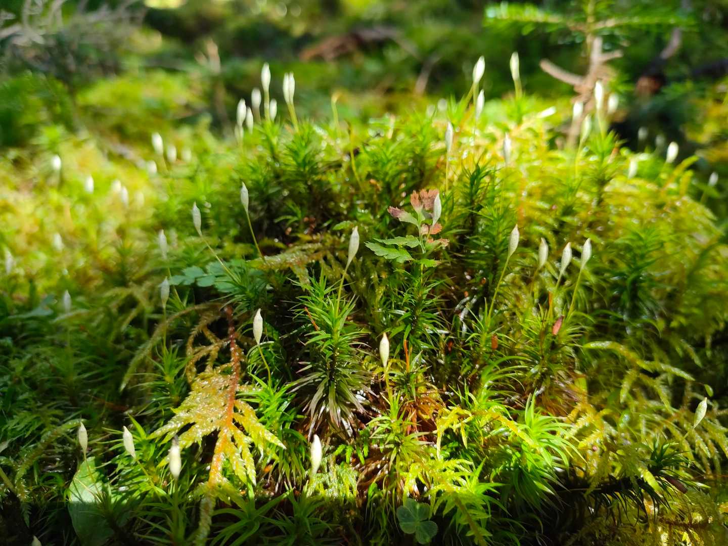 可愛い💚苔が待ってた　　　　　
　　　　　　　　　　(⁠◍⁠•⁠ᴗ⁠•⁠◍⁠)⁠✧⁠*⁠。