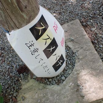 ⚠️すぐ先の東屋に注意喚起⚠️
さっきのはスズメバチだったのか？
そんなに危険な感じはしなかったけれども
こういう時は踏み潰しておくほうが
よかったのだろうか

−−−−−−−−−−−−−−−−−−−−−−−−−−−−−

帰ってから調べたら……

「踏み潰すのは最も危険。針から噴射する毒液に
含まれる匂い成分が仲間に敵の存在を知らせ、
仲間が集団で襲ってくる」

オオスズメバチは攻撃性がとても強いので
そっとその場を離れるのが正解らしい

暗い色の服を着ないとか
手で振り払って刺激しないとか
カチカチ顎を鳴らされたらもう敵として
認識されているからそれ以上は進まないとか
刺されたら100m以上全力で走って逃げるとか
対策はあるにはある

でも毒性・攻撃性が強いので
まずは刺されないこと
総攻撃を受けないことを最優先に考える

スズメバチの危険性や対処法を
初めて自分で詳しく調べて
間近で観察したことを反省

何より、スズメバチを見分ける目も必要だ
苦手だった虫が最近可愛く思えてきていて
出会うとすぐに近づくクセが付いていた

この先も長くお山を歩くために
必要な知識は身に付けなければ！
危険なのはクマさんだけではない