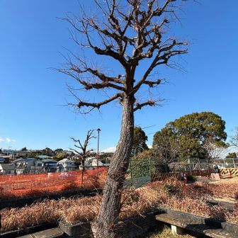 こちらが2つ目のピーク、緒明山の山頂の様です