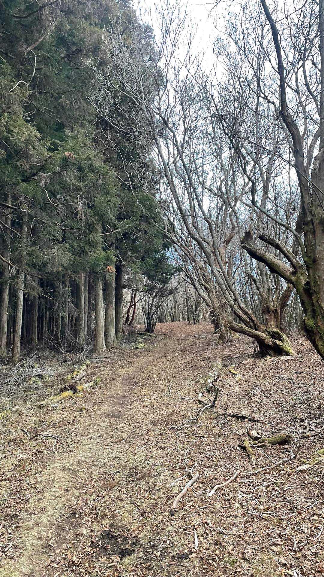 木段終わると緩やかな稜線になる。あと少しで平治の段。