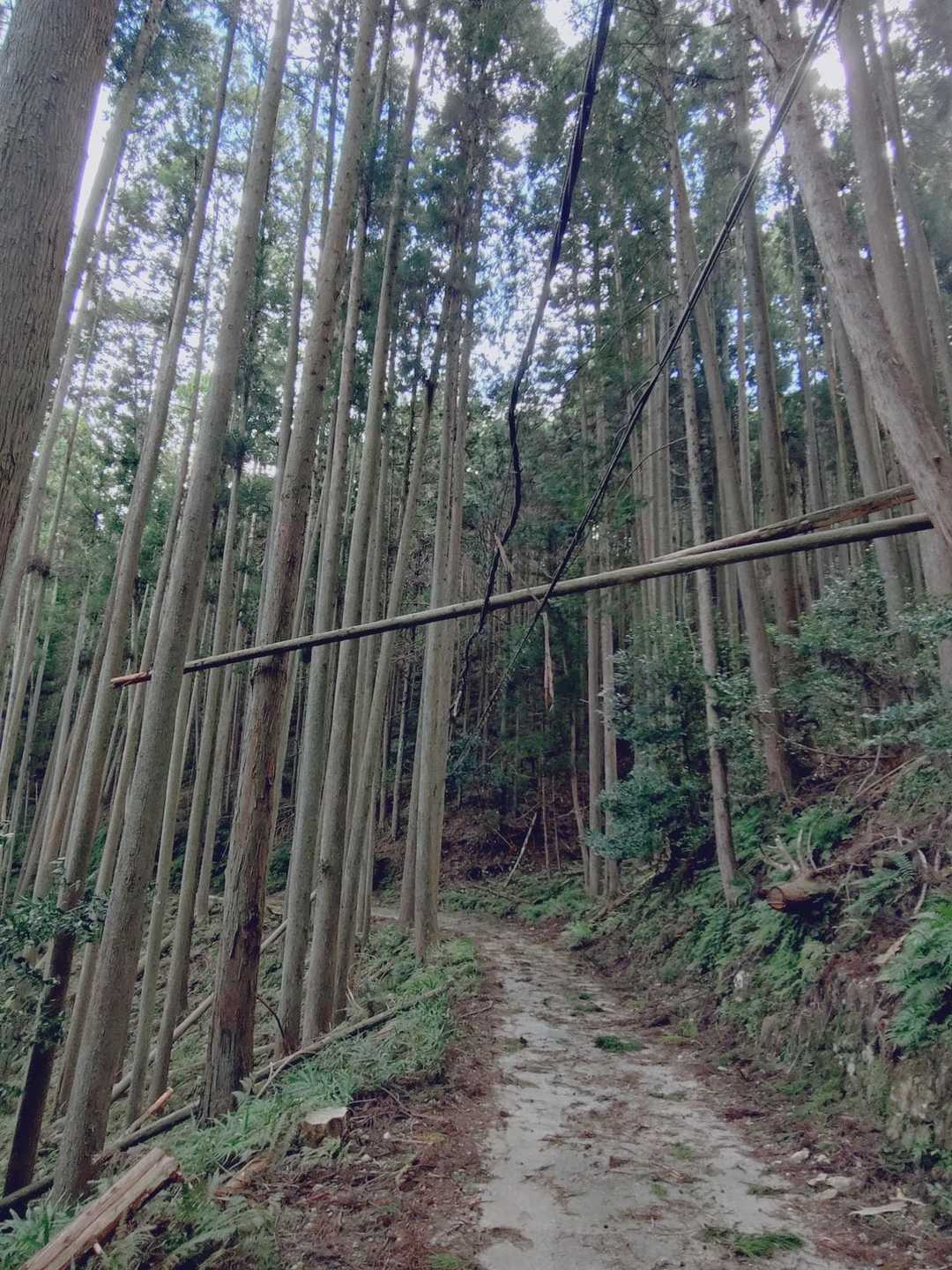 これは、バランス良く電線に引っかかっています🫢