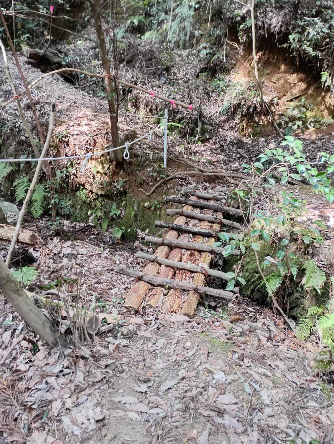 手作り丸太橋