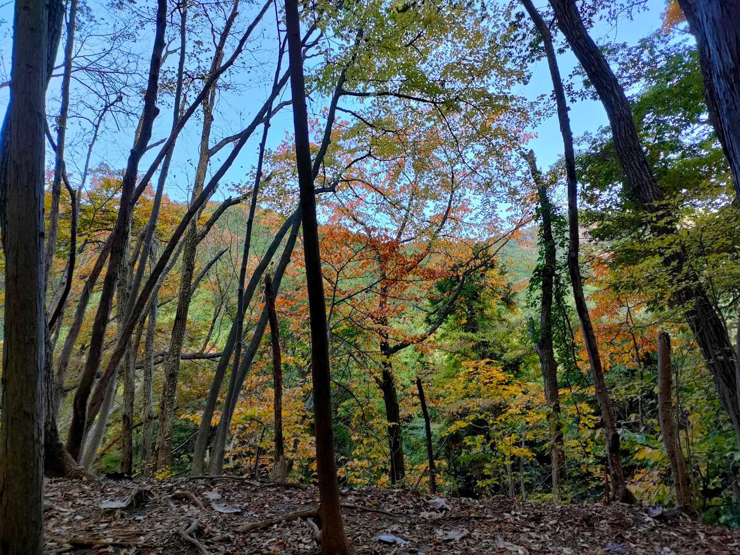 紅葉がきれいだよー