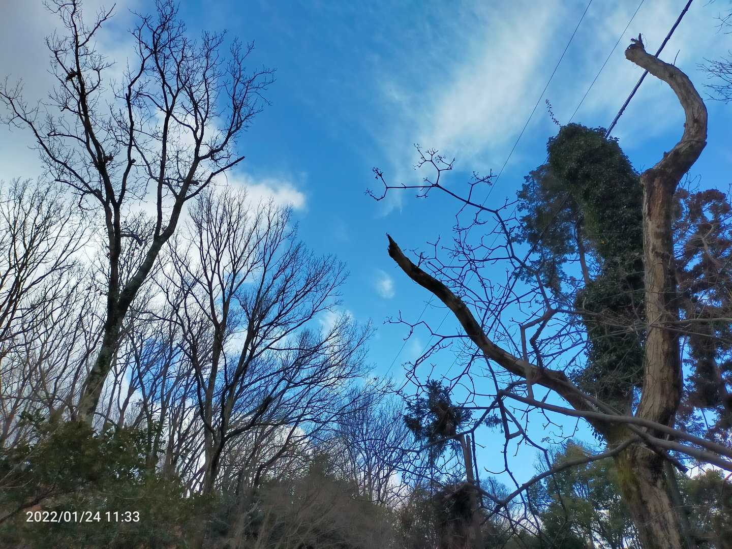雲が払われて、きれいな青空、天に向かって手を伸ばしてるような木の枝が好き