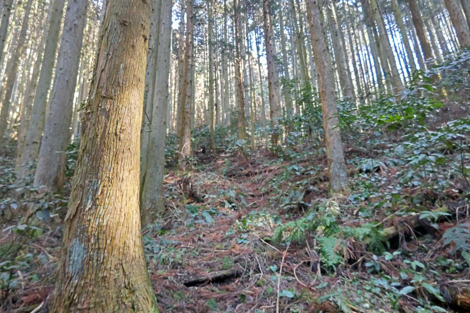 ここから急登になります💦
