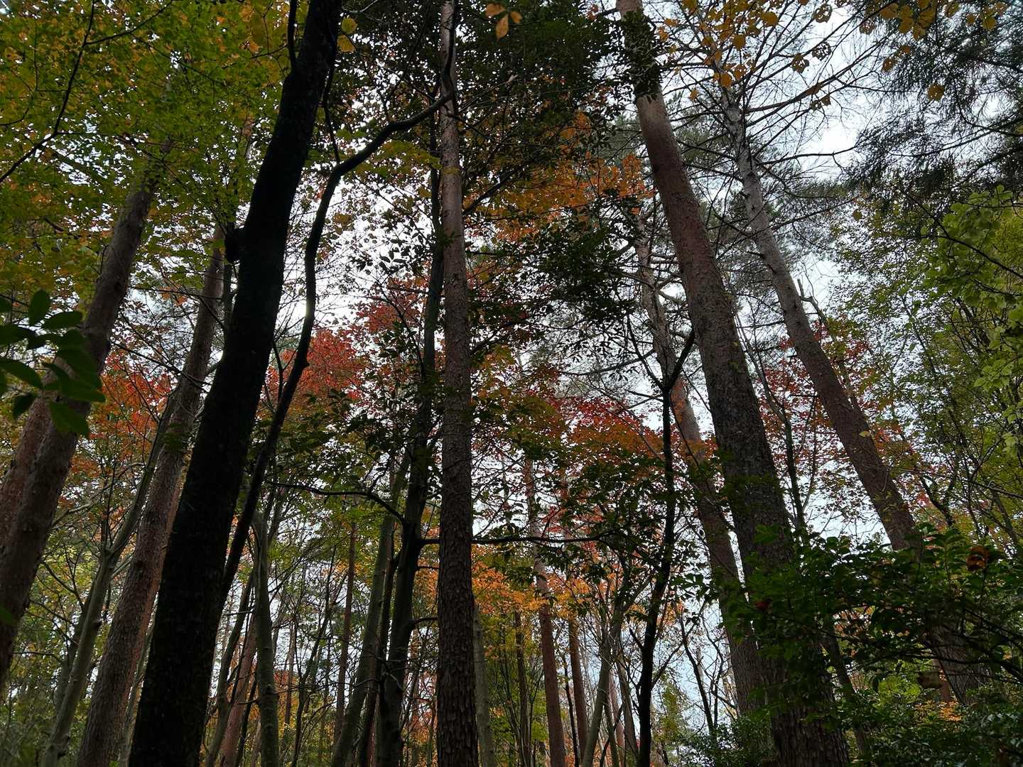 見上げると、あら綺麗🍁