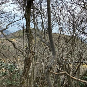 マンサクを楽しみにしていたがおわりかけていた