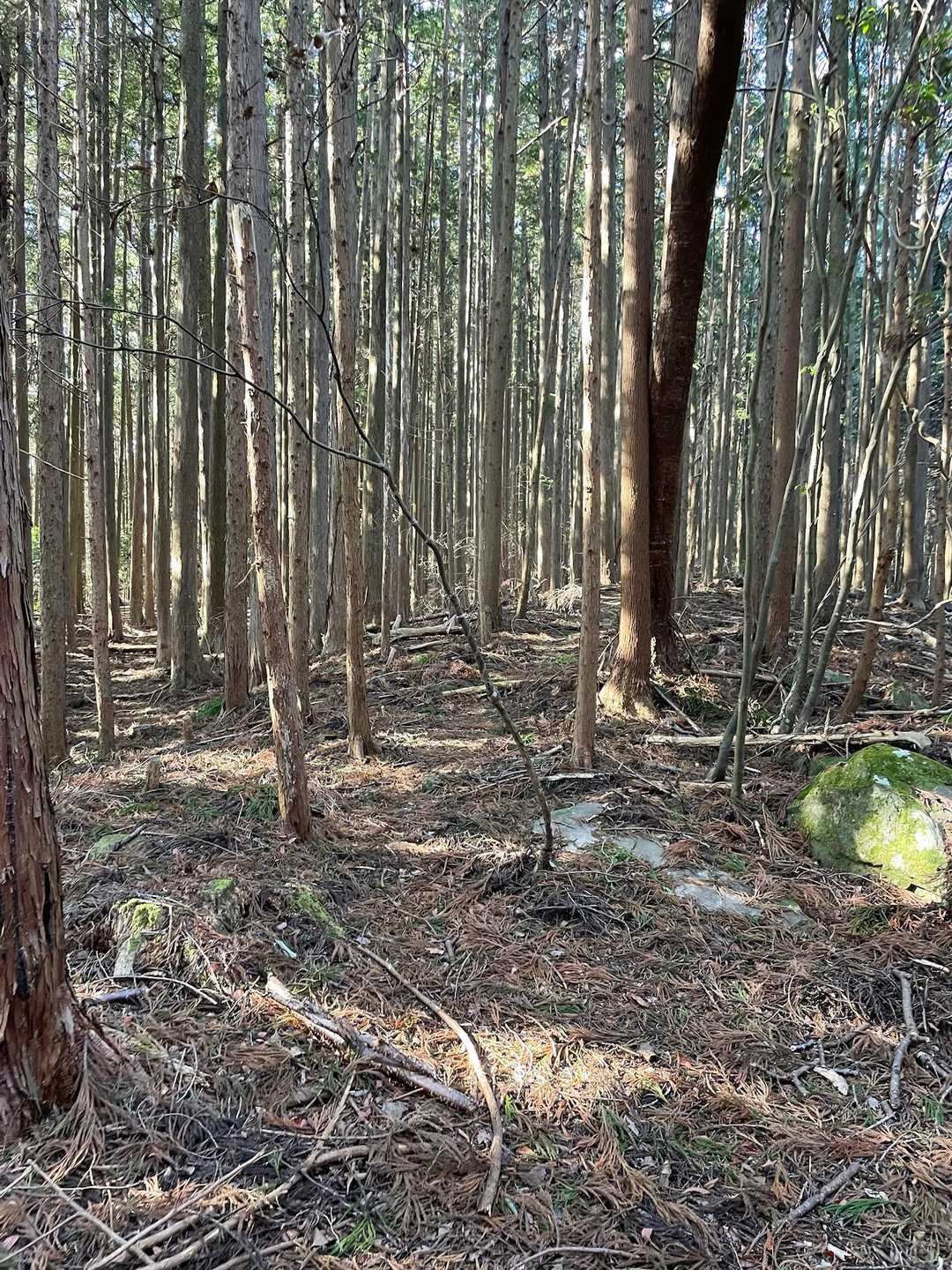 高士山登山口-高土山 往復コースの写真