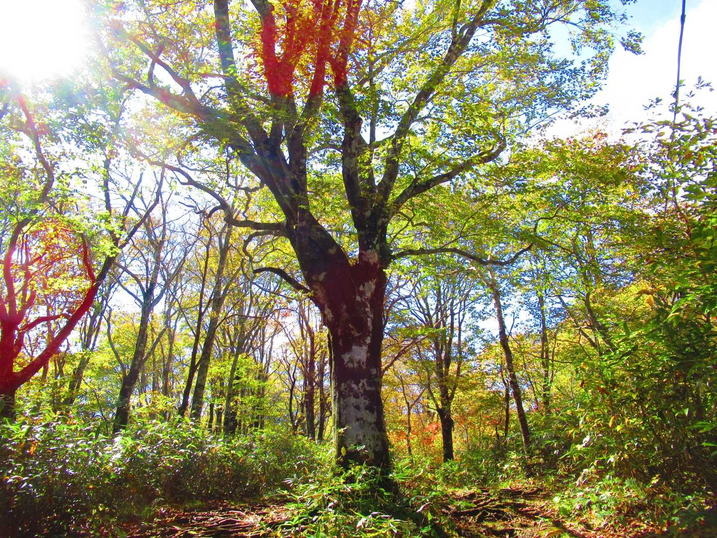 安達太良山登山口-旧土湯峠-鬼面山 往復コースの写真