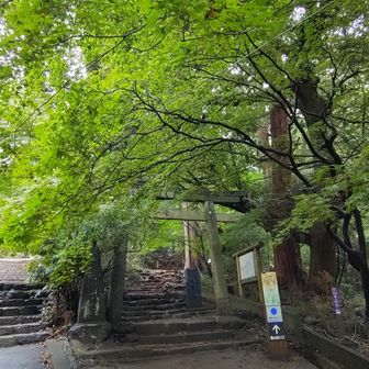 宮脇の鳥居の楓はまだ青々としています。