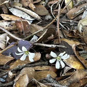 ここはもう終盤