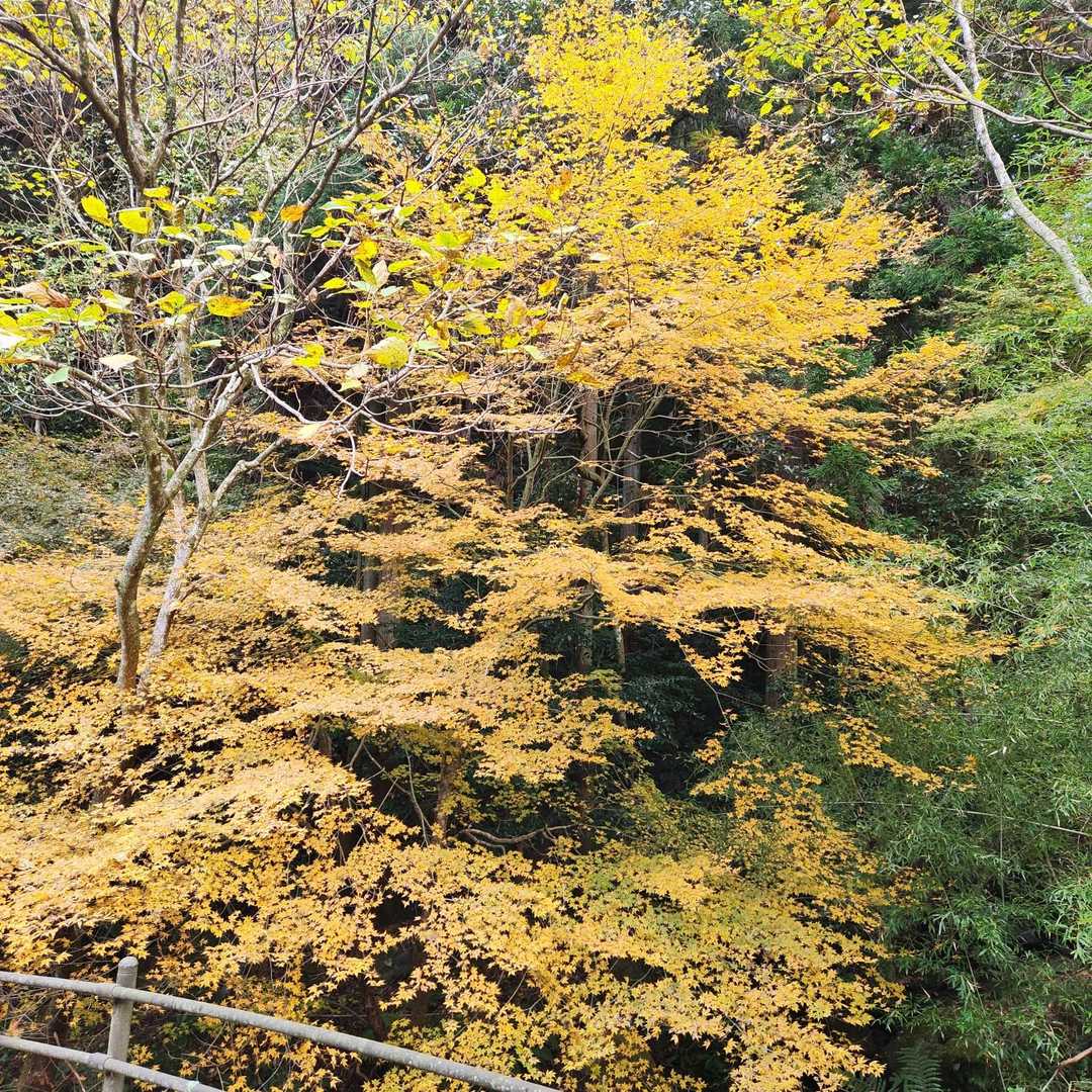 両子寺に戻ってきました

平日ですが観光客がワイワイ
