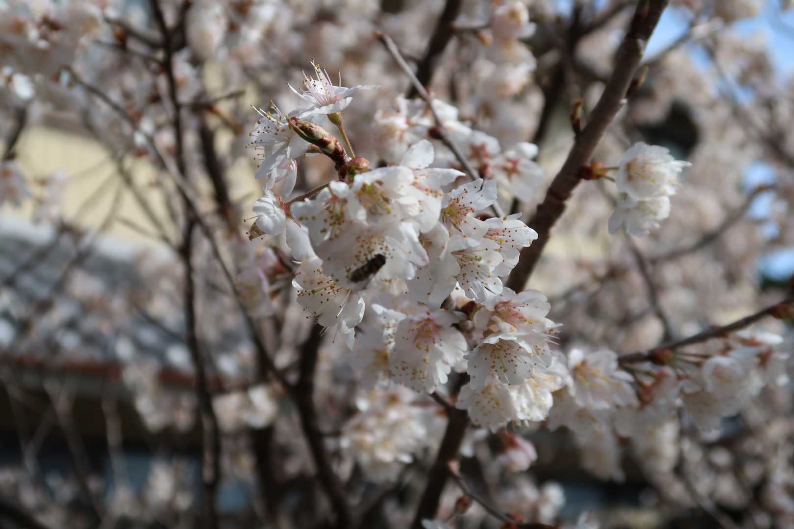 民家の桜