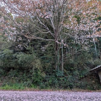 今年も来れて嬉しい♪