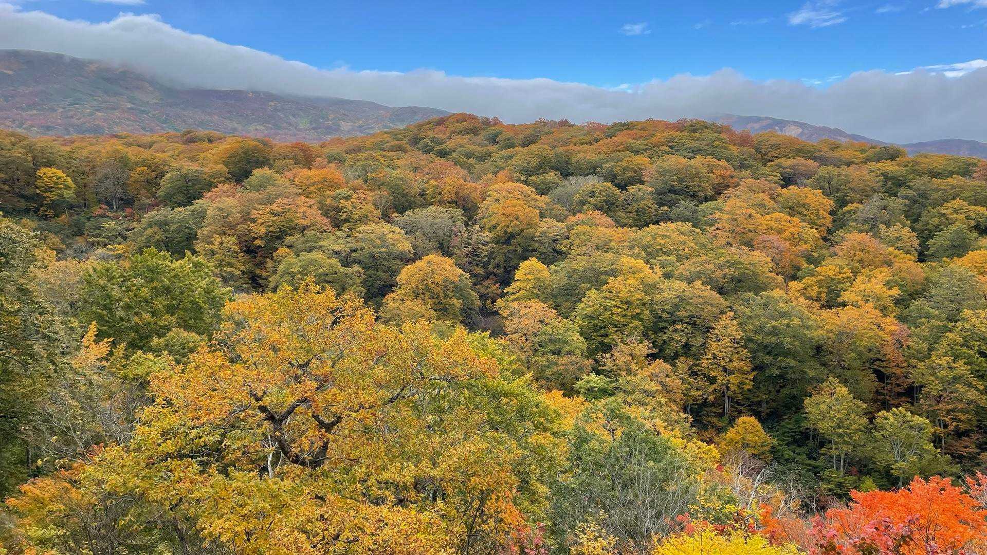 つぶ沼登山口-焼石岳 往復コースの写真