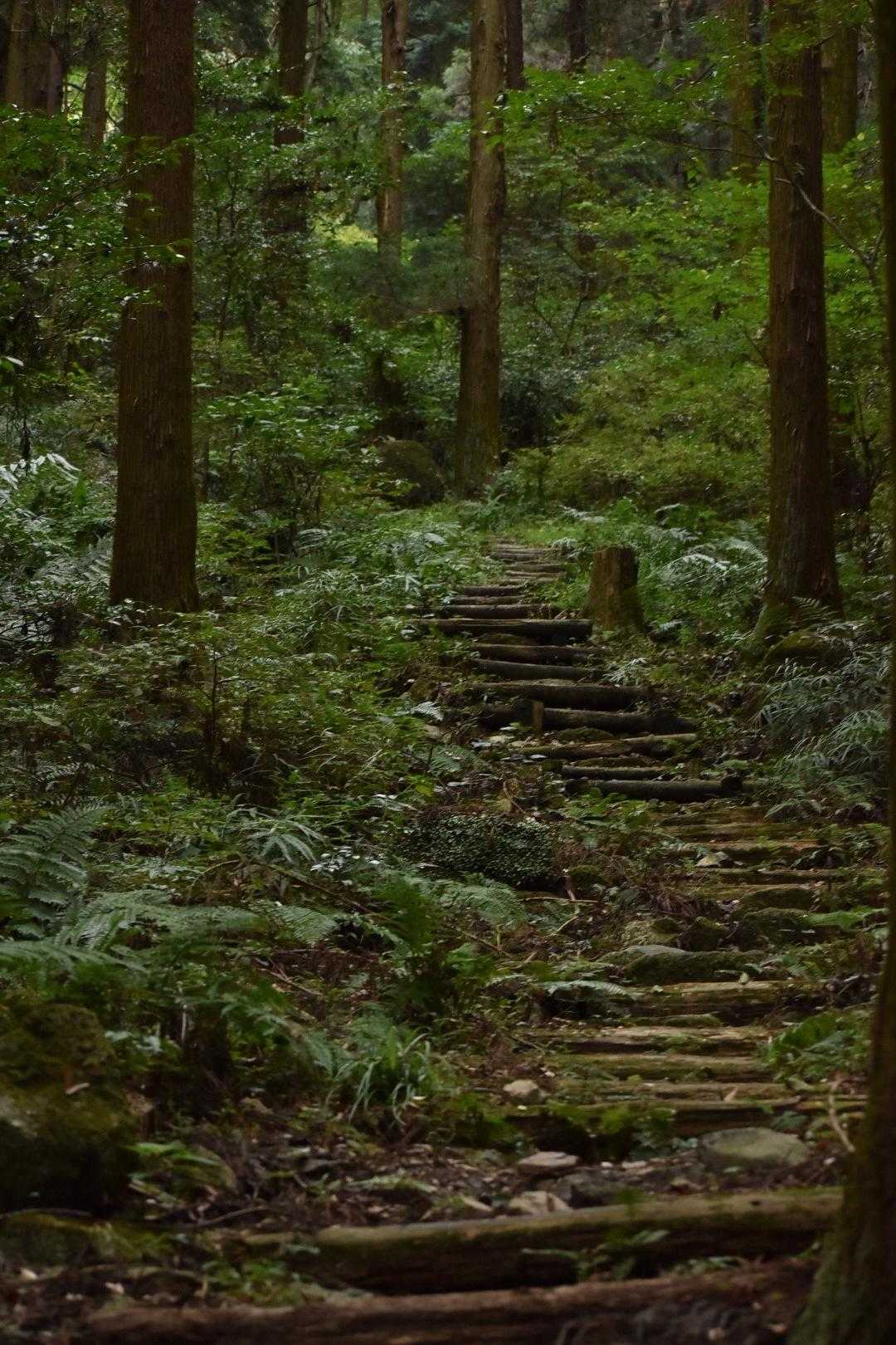 ここは分かる。前にきよのりさんに連れてきてもらったイワタバコの咲いていた場所だ。