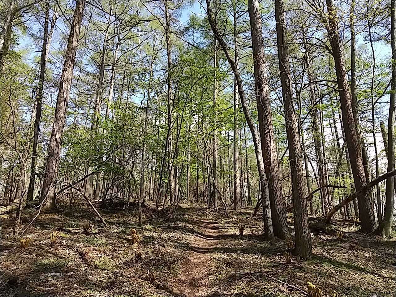綺麗に整備された登山道