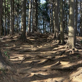 明王峠に向かう最後の登り
まぁ〜こんな道もあり
ランナーにはいいよね👌