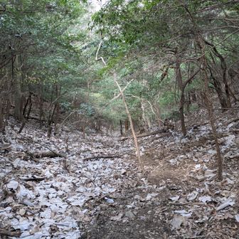 こちらの登山道もチラッとチェック
所々ロープはあるが、
ほぼ人は入ってこない道でしょう💦
激下りなので引き返す。