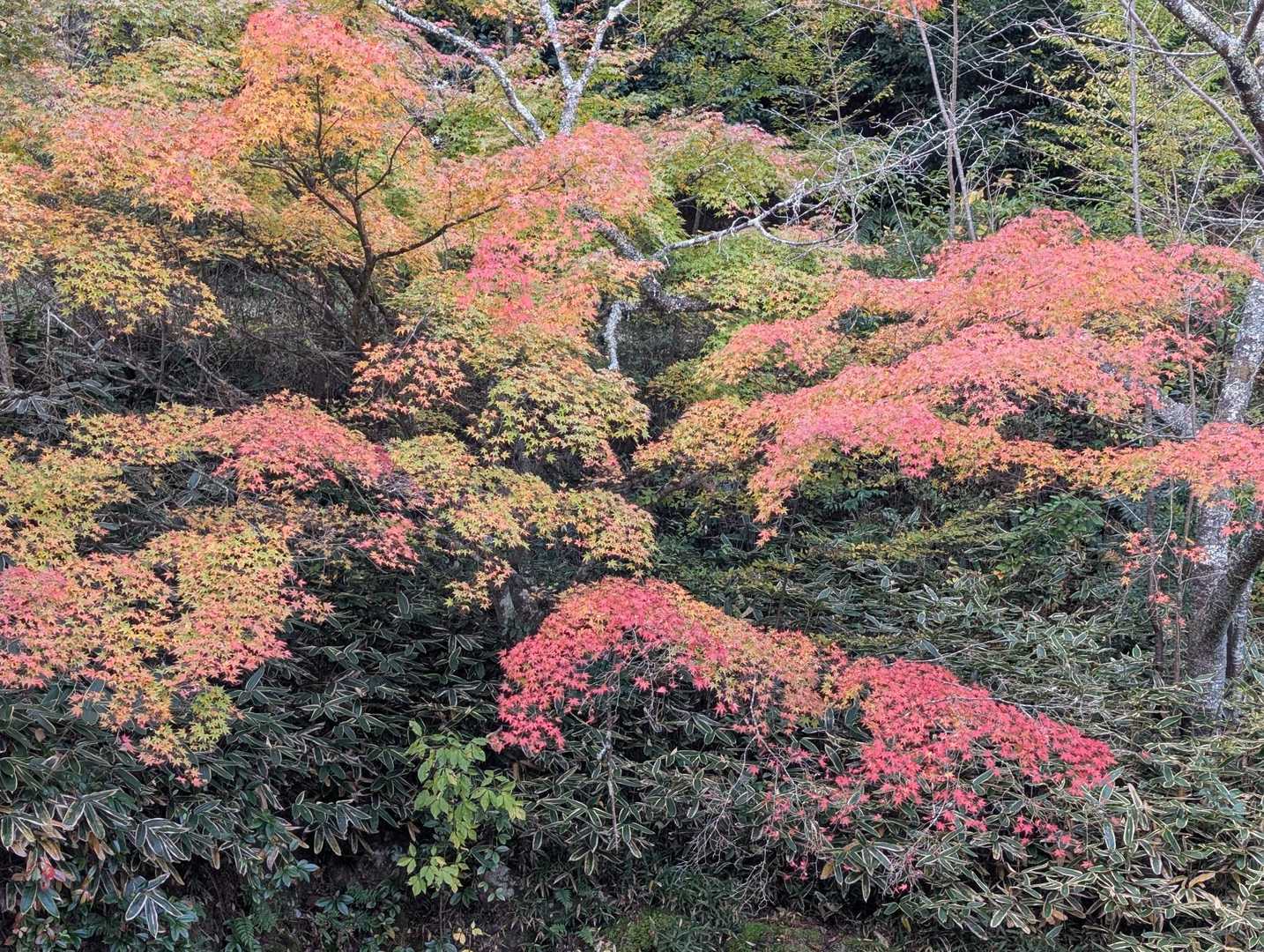 紅葉