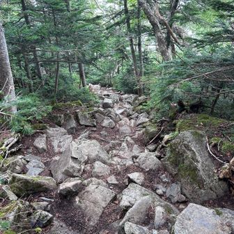 大門沢から小屋までの登山道は概ねこんな感じ