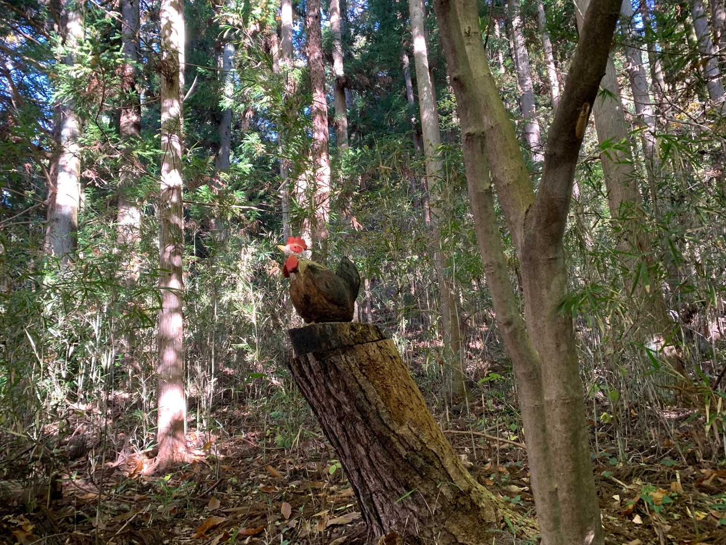 戸神山-高王山 周回コースの写真