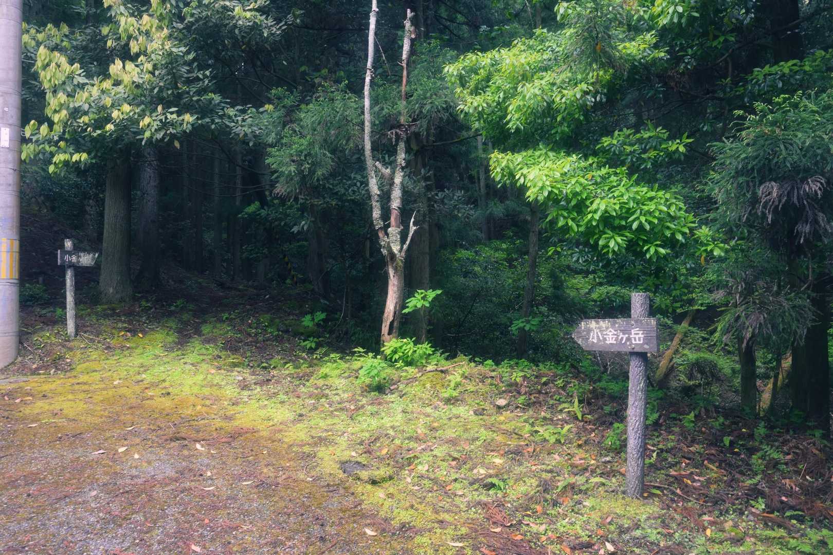 ちょっと消化不良ですけど、目的のクリンソウ見れたから良しとしときましょ✌️