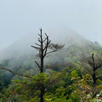 シラケ山は霧の中〜