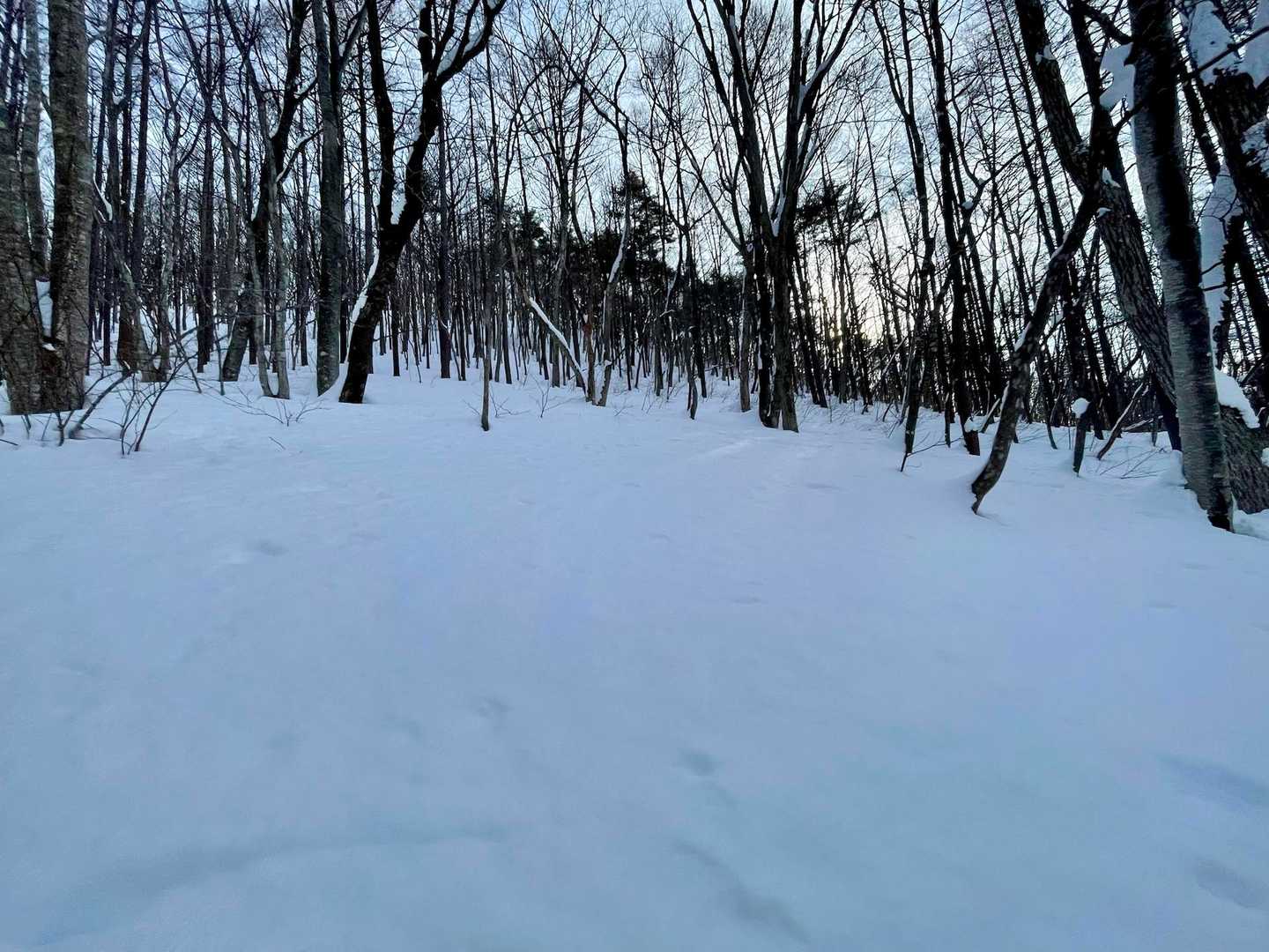 踏み入れたくなる☃